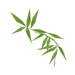 Fototapeta premium bamboo leaves illustration