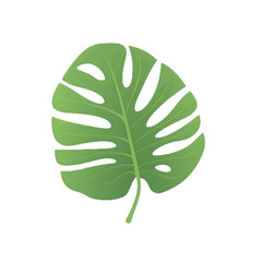 monstera leaf illustration