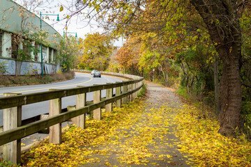 Separated bike and walking path along the main road covered by fallen golden leaves on a beautiful autumn day in Watertown, MA, USA
