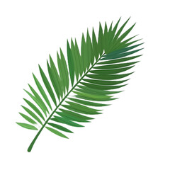 palm leaf illustration