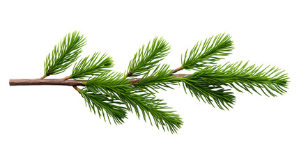 Christmas pine, spruce  branch on white background .