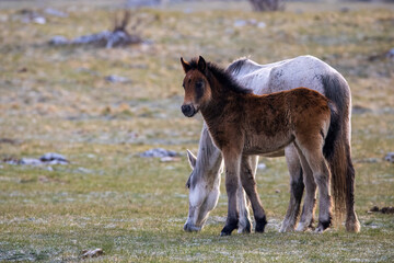 Wildpferde Fohlen mit Mama