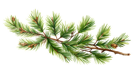 Christmas pine, spruce  branch on white background .
