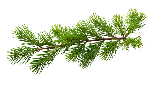 Christmas pine, spruce  branch on white background .