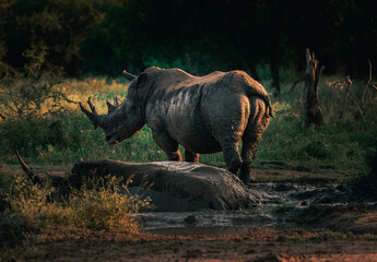 Rhino in Eswatini