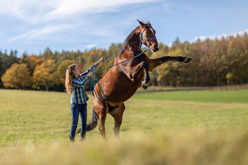A young female equestrian showing a trick with her bay brown trotter horse, rearing horse, natural...
