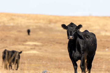 Black Cows in Open Grasslands in Colorado