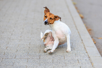 A cute Jack Russell Terrier dog scratches itself with its back paw while walking. Pet portrait with...