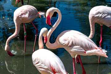 A graceful assembly of flamingos wading through the tranquil waters.