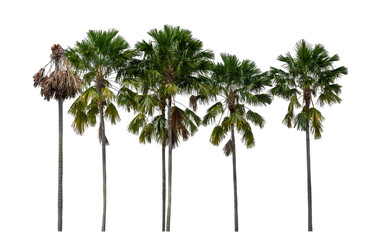 Group of palm trees on transparent background with clipping path and alpha channel.