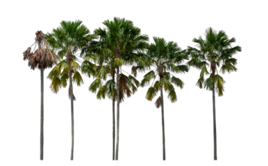 Group of palm trees on transparent background with clipping path and alpha channel.