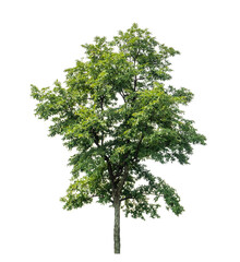 Green tree isolated on transparent background with clipping path and alpha channel.