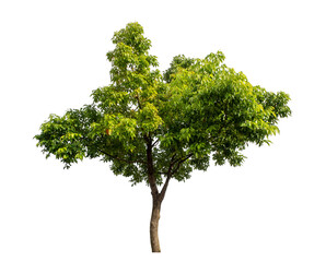 Green tree isolated on transparent background with clipping path and alpha channel..