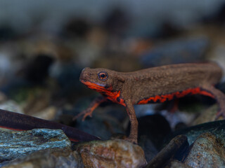 アカハライモリ