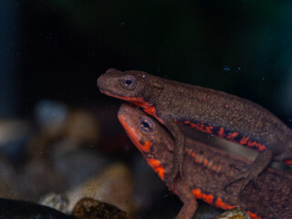 アカハライモリ