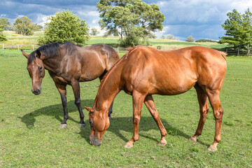 Fototapeta premium Close-up of two older Thoroughbred horses grazing in a pasture with a stormy sky.