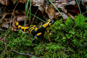 Feuersalamander (Salamandra salamandra) im natürlichen Habitat