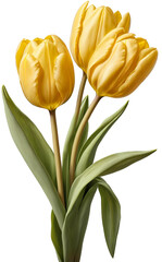 bouquet of yellow tulips