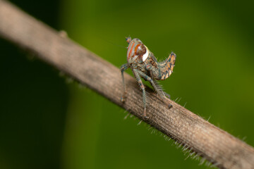 Ninfa de Cigarrinha (Cicadellidae)