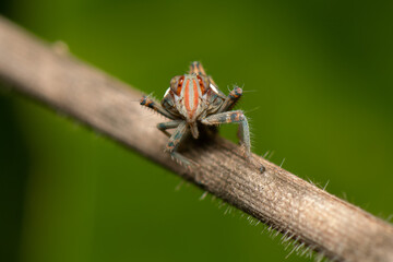 Ninfa de Cigarrinha (Cicadellidae)