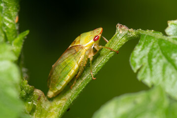 Cigarrinha verde com olhos vermelhos