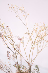 detalle de ramas de plantas silvestres con fondo blanco