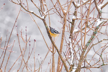 Red-Breasted Nuthatch bird sits on a branch during a snow storm in winter 