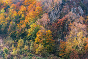 Trees on the mountain cliffs at autumn.