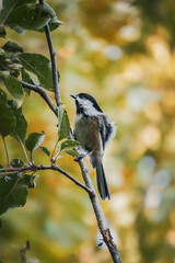 Black-Capped Chickadee Bird perches on tree branch while wind ruffles feathers