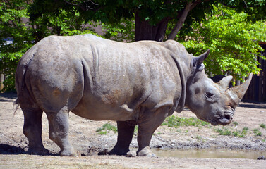 White rhinoceros or square-lipped rhinoceros is the largest extant species of rhinoceros.  It has a wide mouth used for grazing and is the most social of all rhino species