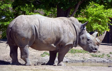 Foto op Plexiglas White rhinoceros or square-lipped rhinoceros is the largest extant species of rhinoceros.  It has a wide mouth used for grazing and is the most social of all rhino species © Daniel Meunier