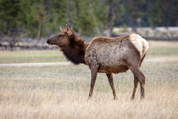 Naklejka na ściany i meble An elk grazing in a field in Jasper town