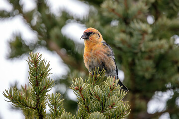 A white-winged crossbill bird perched in a tree