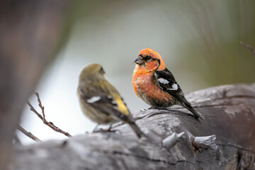 A pair of White-winged Crossbill looking at each other