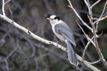 A grey Jay or Whiskey Jack on a branch eating a grub