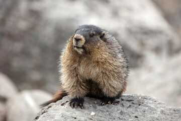 The hoary marmot is a large ground-dwelling rodent found in the high alpine meadows of Jasper National Park.