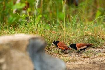 Close up view of the tri color munia taking food from animal dung on road.