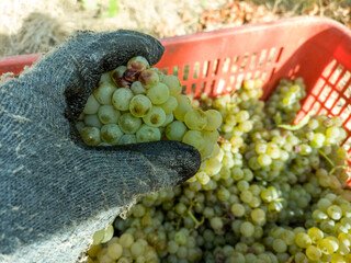 Harvesting grapes in vineyards