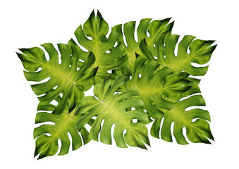 Monstera Deliciosa (Giant) Monstera Giant Green leaves separated from the white background © chalermphon