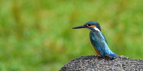グリーンバックに岩の上でくつろぐカワセミ 幼鳥オス