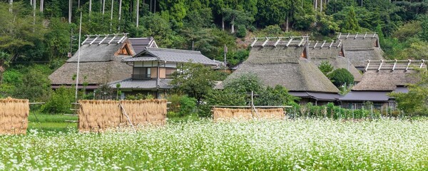満開の白い蕎麦の花と古い茅葺屋根の家のパノラマ情景 - obrazy, fototapety, plakaty