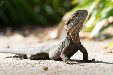 Australian water dragon on path