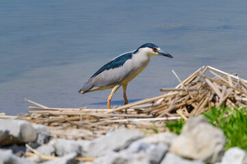 Obraz premium A Black-Crowned Night-Heron on the banks of a marsh at Howard Marsh Metropark, near Curtice, 