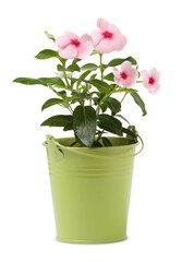 Catharanthus roseus in green flower pot isolated on white