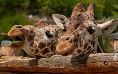 Two Giraffes