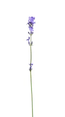 Zelfklevend Fotobehang Beautiful blooming lavender flower isolated on white © New Africa