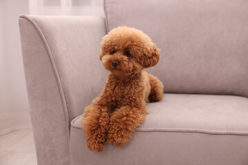 Cute Maltipoo dog resting on armchair indoors, space for text. Lovely pet