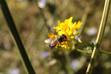 Honeybee collecting nectar from yellow flower outdoors, closeup