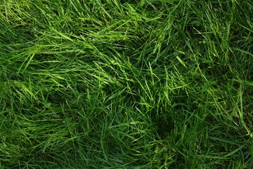 Fresh green grass as background, top view
