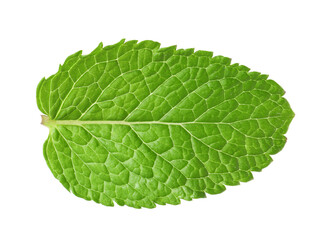 Obraz premium Fresh green mint leaf isolated on white